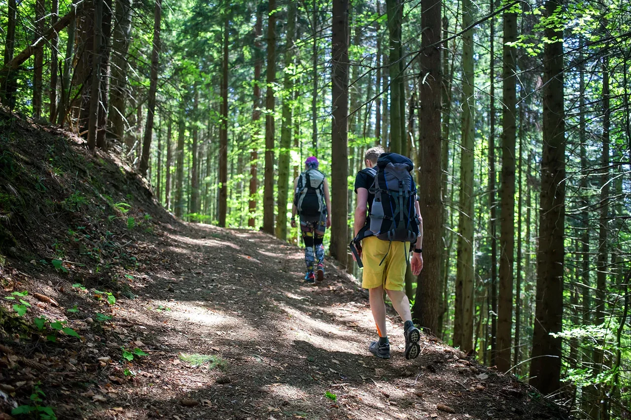 Zwei Wanderer gehen durch den bayerischen Wald